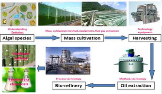 青島能源所在微藻生物能源研究中取得新進(jìn)展