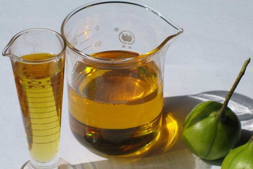 石油危機(jī)解除 科學(xué)家發(fā)現(xiàn) 石油樹(shù) ,每棵樹(shù)能生產(chǎn)幾十升柴油