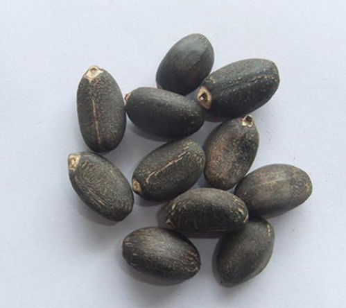 石油危機(jī)終結(jié) 科學(xué)家發(fā)現(xiàn)“石油樹(shù)”，每棵樹(shù)可生產(chǎn)數(shù)十升生物柴油